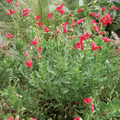 Rock Penstemon Live Plant Penstemon baccharifolius 1 Gallon Fully Rooted Perennial Shrub