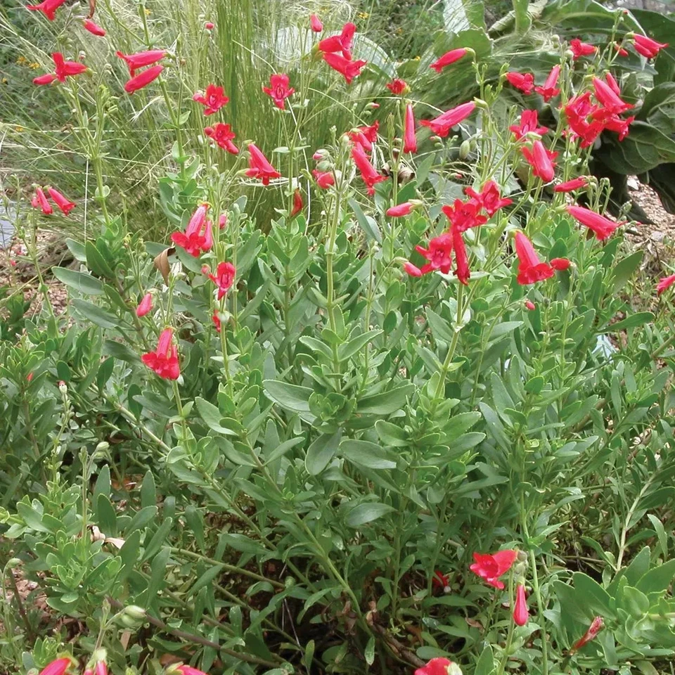 Rock Penstemon Live Plant Penstemon baccharifolius 1 Gallon Fully Rooted Perennial Shrub