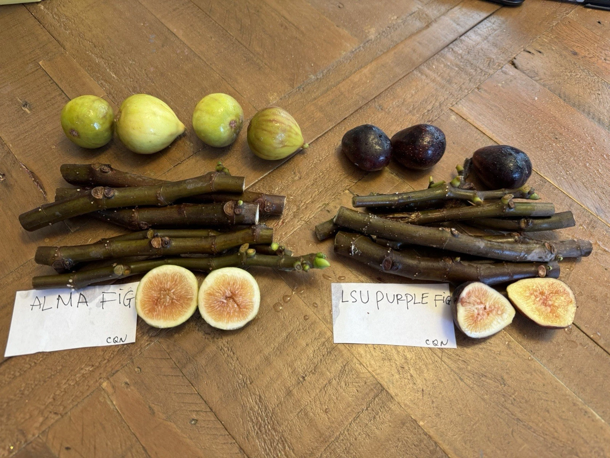 Fig Tree Cuttings – 3 LSU Purple & 3 Alma Ficus carica Unrooted Cuttings
