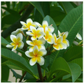 Moililli Gold Plumeria Cutting – Live Unrooted 12-Inch Frangipani Cutting, Yellow/White Flowers