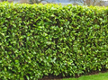Cherry Laurel Cuttings (Prunus laurocerasus) – 20 Unrooted 6–8+" Stems for Hedging