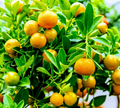 Calamondin Orange Tree (Calamansi) – Live Citrus, Ready to Fruit, 1 Plant