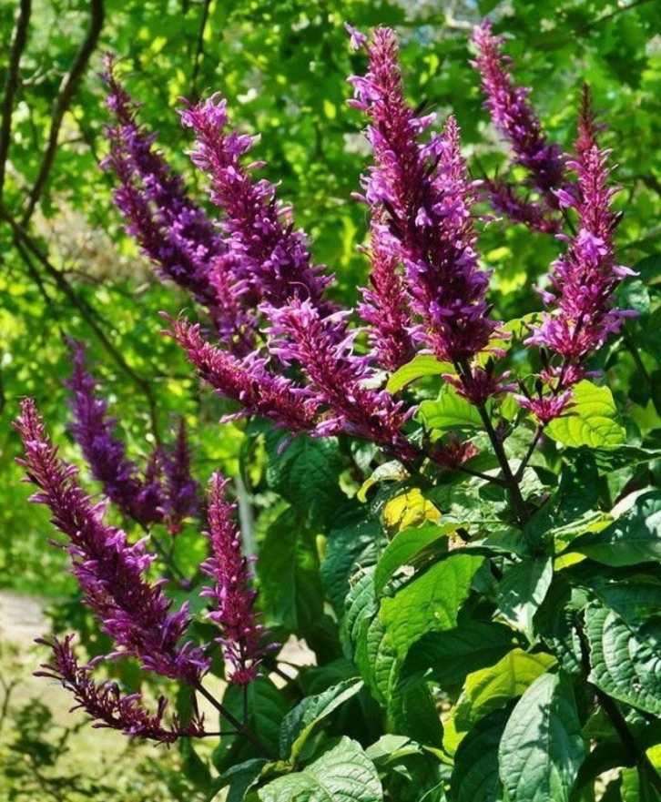 Purple Firespike Cuttings – Odontonema cuspidatum, 25 Unrooted Cuttings