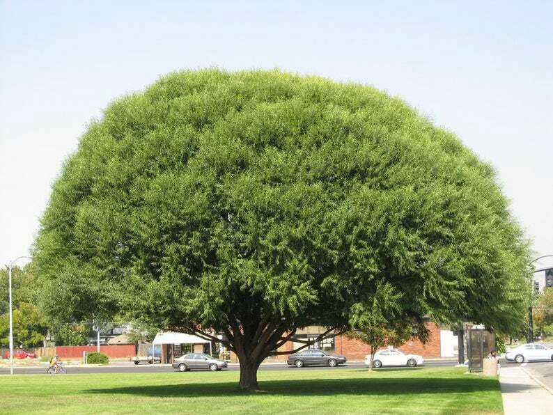 Globe Willow Tree Cuttings - 25 Unrooted Cuttings for Fast-Growing Shade & Privacy
