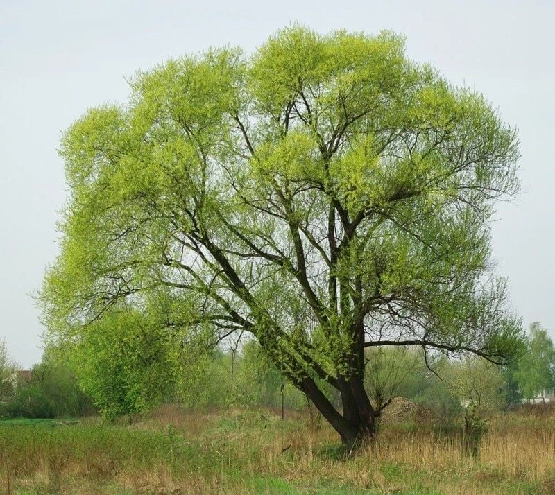 Black Willow Tree Cuttings (Salix nigra) – 5 Unrooted Cuttings for Propagation
