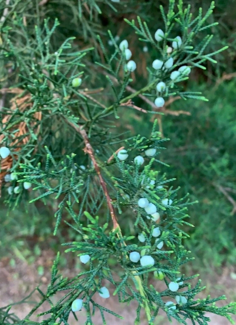 Eastern Red Cedar Cuttings (10 x 6-8 in) Juniperus virginiana for Rooting or Crafting