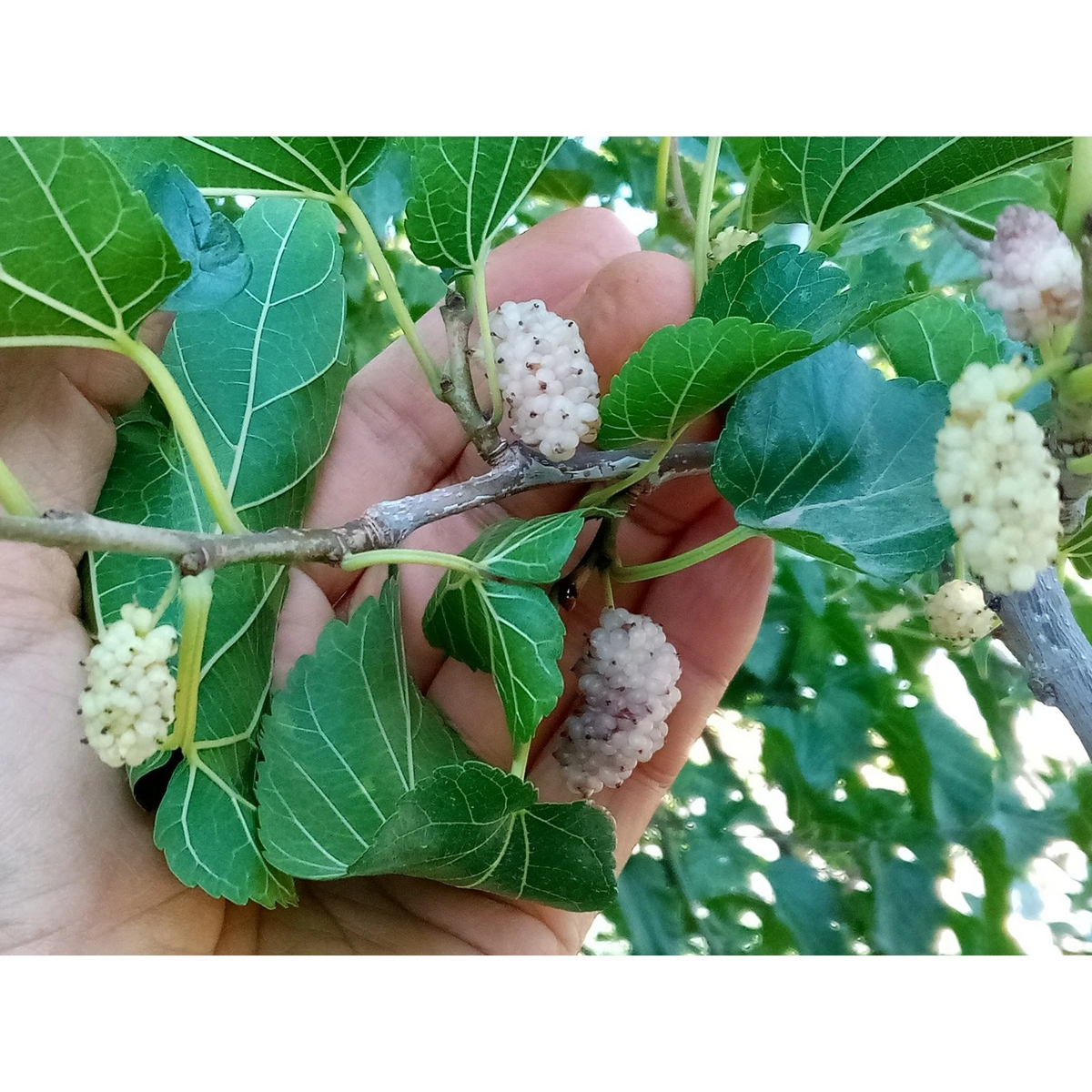 White Mulberry Cuttings (Morus alba) - 10 Unrooted Cuttings for Grafting or Rooting