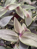 Tradescantia Dark Desire Rooted Cuttings – Wandering Dude Jose Puig, 2 Live Cuttings