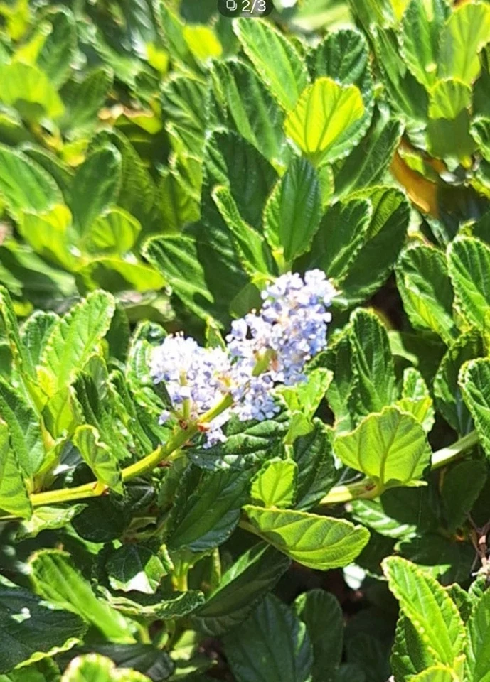 California Lilac Cuttings (Ceanothus horizontalis) - 10 Unrooted Stems for Propagation