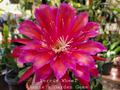 Epiphyllum Ferris Wheel Unrooted Cuttings – 8–10 Inch Orchid Cactus Segments