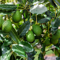 Bacon Avocado Tree Cuttings (Persea americana 'Bacon') - 2 Fresh Scions for Grafting