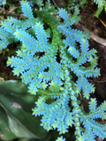 Rainbow Spikemoss Peacock Fern Cutting - Selaginella uncinata
