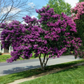 Crape Myrtle Cuttings - 7 Unrooted Fresh Stems for Rooting • Lagerstroemia