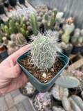 Tephrocactus alexanderii – Rooted Bare Root Cactus, XL One Ball Segment