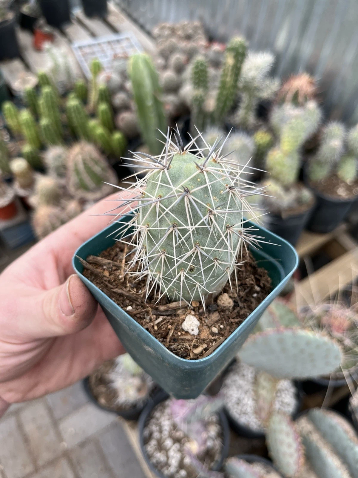 Tephrocactus alexanderii – Rooted Bare Root Cactus, XL One Ball Segment