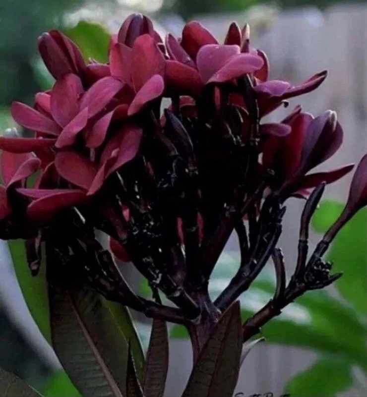 Plumeria Scott Pratt Cuttings – 6 Live 12" Unrooted Two-Tip Cuttings (Plumeria rubra)