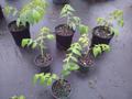 Muntingia calabura Strawberry Tree – 10 Live Starter Plants