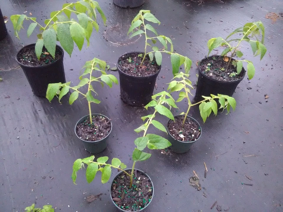 Muntingia calabura Strawberry Tree – 10 Live Starter Plants