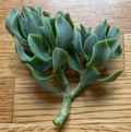Ripple Wavy Jade Plant Crassula undulatifolia - Rooted or Unrooted Live Cutting