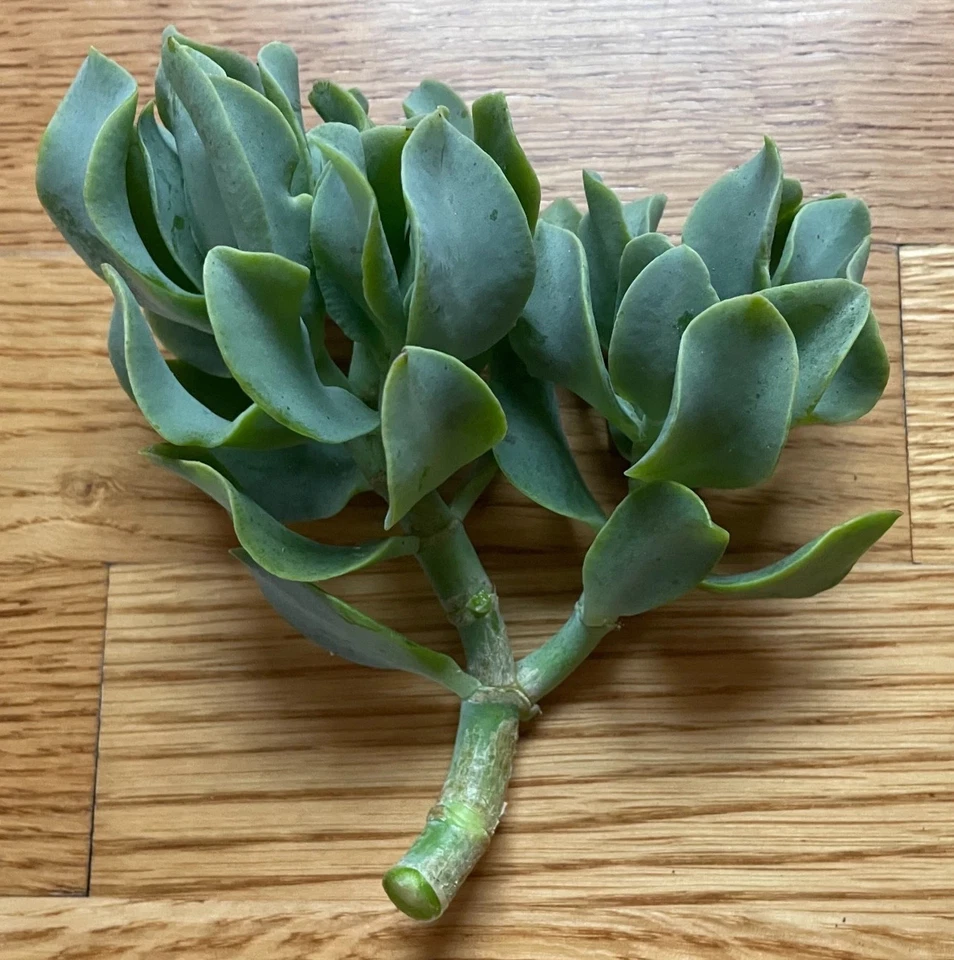 Ripple Wavy Jade Plant Crassula undulatifolia - Rooted or Unrooted Live Cutting