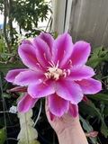 Epiphyllum oxypetalum Orchid Cactus Cuttings – 2 Purple-Tinted Night Blooming Stems