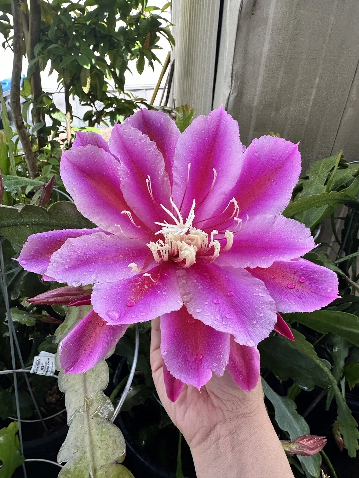 Epiphyllum oxypetalum Orchid Cactus Cuttings – 2 Purple-Tinted Night Blooming Stems
