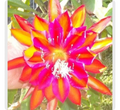 Epiphyllum Cuttings – 5 Premium Orchid Cactus Varieties (Unrooted) starter stems