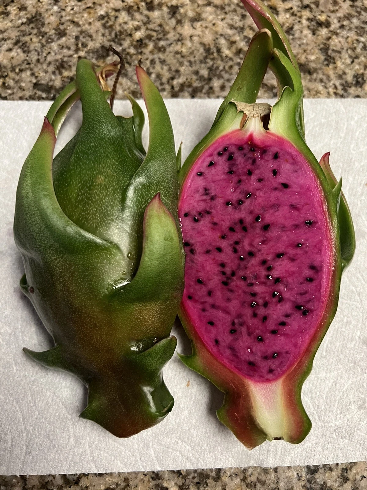 Asunta-X Dragon Fruit Cuttings (AX) 4-Pack – Unrooted 7–9" Dragon Fruit Cuttings