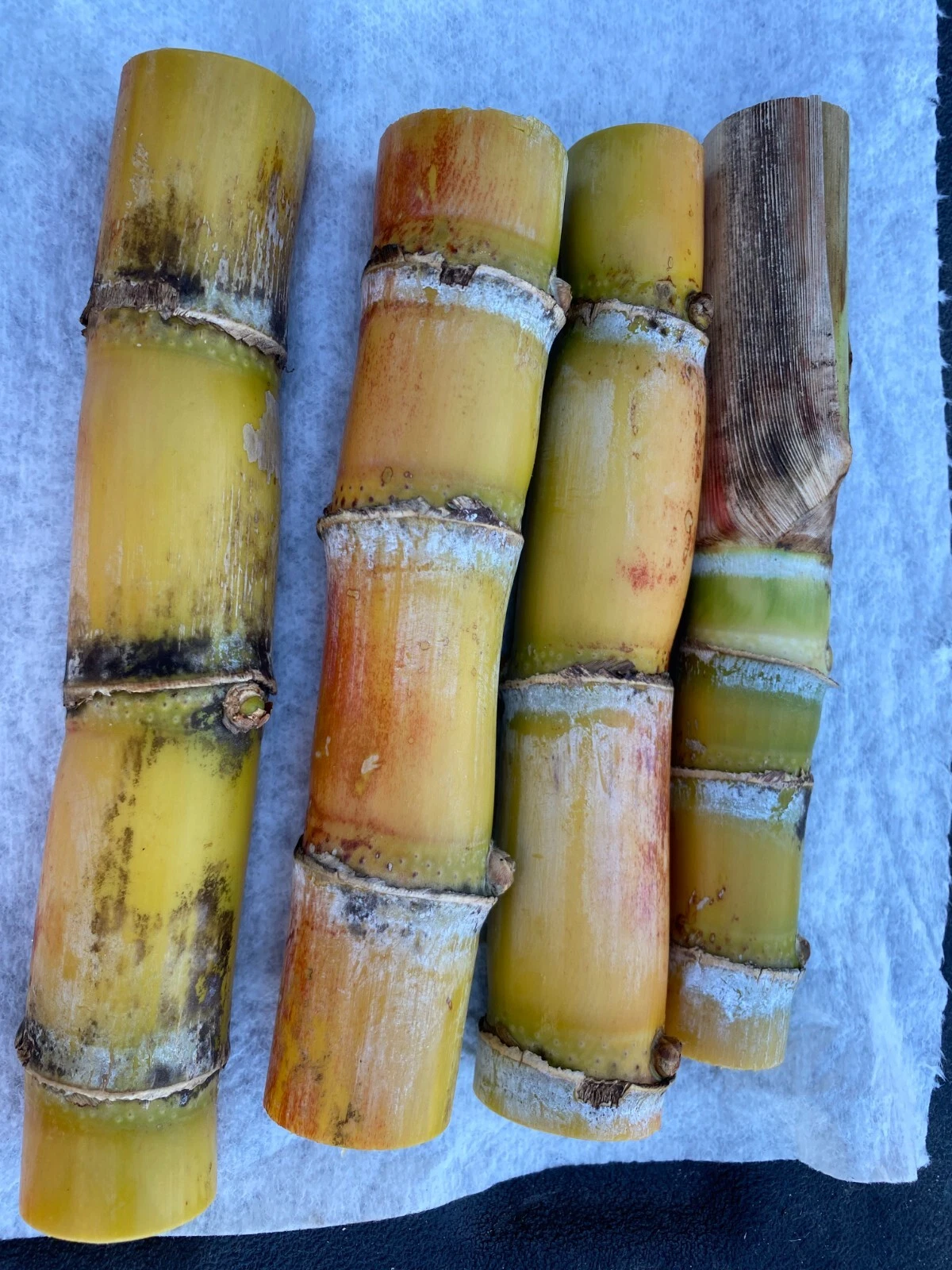 Sugarcane Cutting – Fresh Heirloom 4+ Bud Starter, Ready to Plant