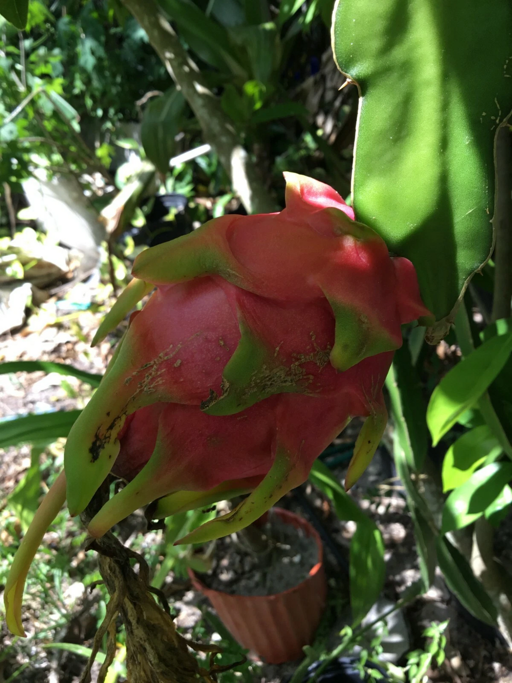 Vietnam Dragon Fruit Cuttings - Unrooted Hylocereus Pitaya, 8-12" Stems + 4" Bonus