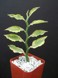Pedilanthus tithymaloides Yellow Variegated Plant – 2