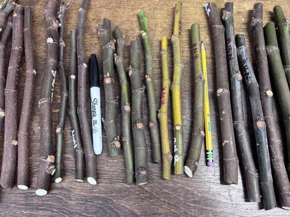 Malta Black Berry Fig Cuttings (3 Unrooted) Ficus carica