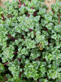Pink Ice Plant Cuttings - Oscularia/Lampranthus deltoides 5-Pack