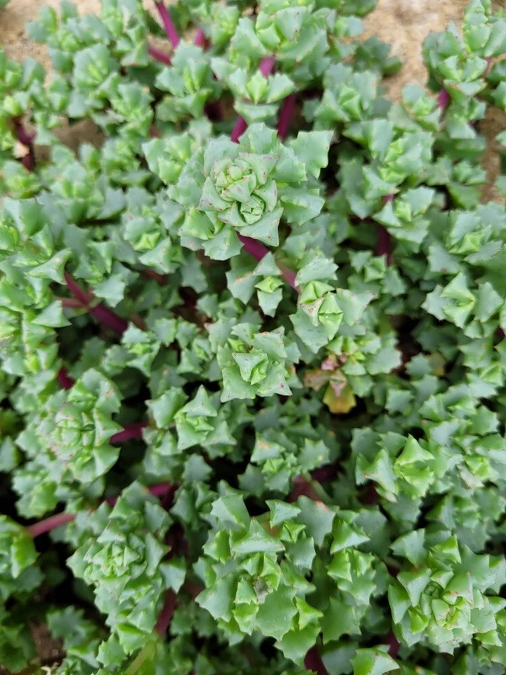 Pink Ice Plant Cuttings - Oscularia/Lampranthus deltoides 5-Pack
