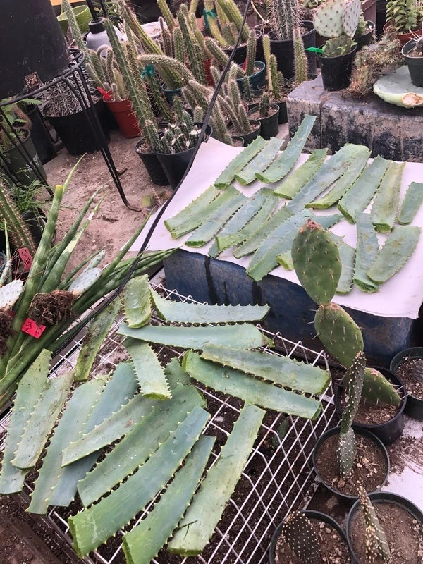 Aloe arborescens Leaves 14oz Freshly Cut from 10-Year Mother Plant