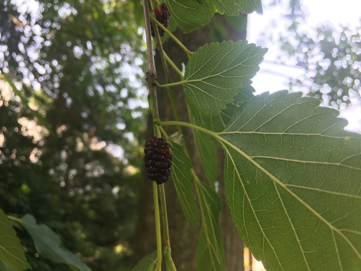 Mulberry Hardwood Cuttings – 15 Unrooted 5–10 in Morus Propagation