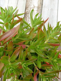 Crassula capitella Campfire Cuttings (3 Unrooted) - Bright Red-Green Succulent Stems