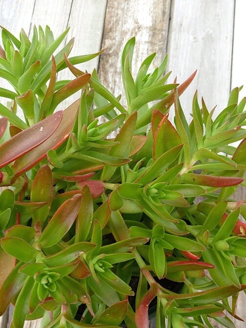 Crassula capitella Campfire Cuttings (3 Unrooted) - Bright Red-Green Succulent Stems
