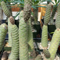 Tephrocactus articulatus Pinecone Cactus Cuttings – 3 Unrooted Live Segments
