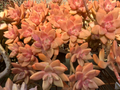Graptosedum California Sunset Cuttings - 4 Unrooted 2-3" Rosette Succulents