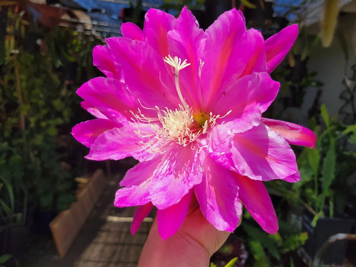 Epiphyllum 'San Miguel' Unrooted Cuttings 8–10 inches – Orchid Cactus