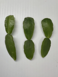 White Easter Cactus Cuttings (Rhipsalidopsis / Hatiora) – 3 Unrooted Segments for Indoor Growing