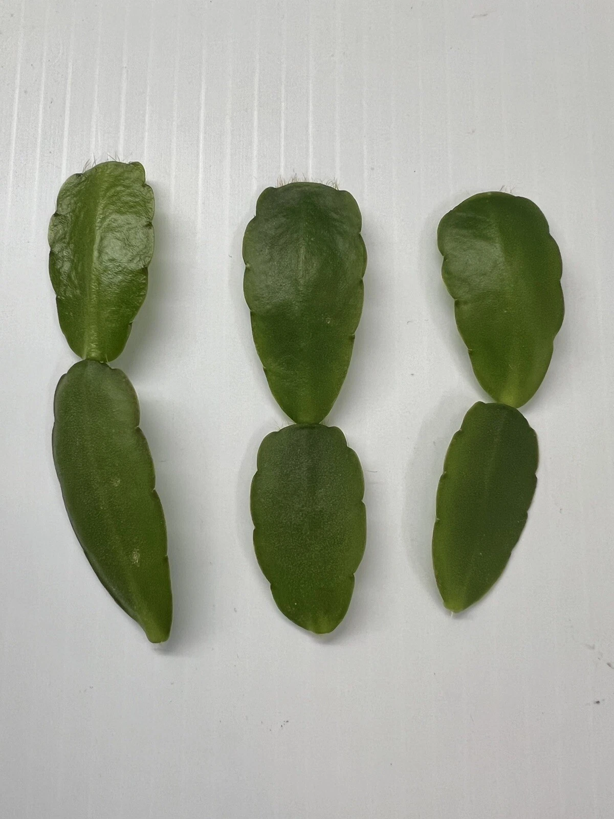 White Easter Cactus Cuttings (Rhipsalidopsis / Hatiora) – 3 Unrooted Segments for Indoor Growing