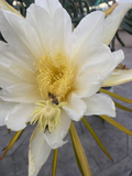 American Beauty Dragon Fruit Cuttings – 4 Live 8–12" Unrooted Hylocereus Pitaya Climbing Cactus