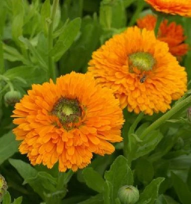 Calendula Dandy Seeds – 1,000 Seeds (Calendula officinalis) for Beds, Borders & Cut Flowers