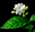 Night Blooming Jasmine Cuttings (Cestrum nocturnum) – 5 Live Stems for Propagation