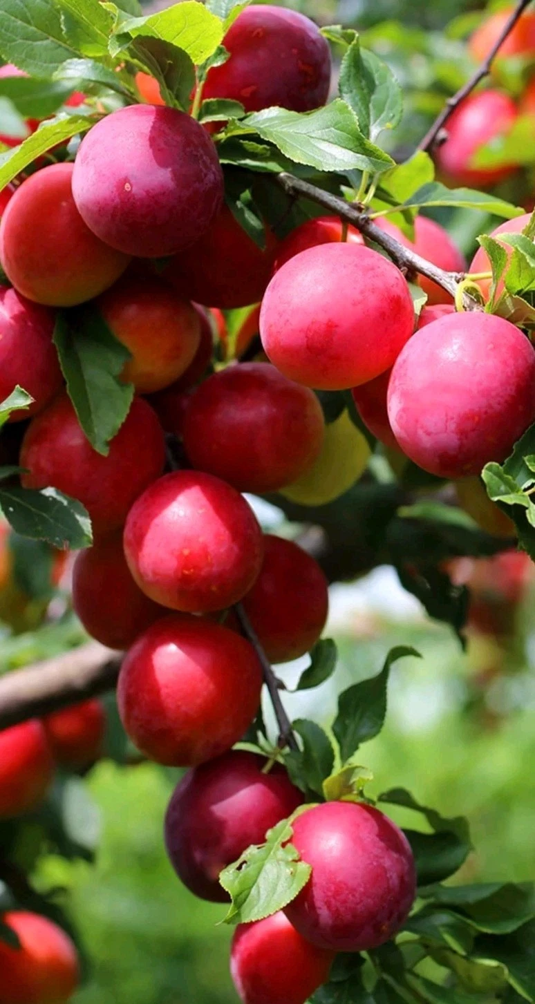 Japanese Red Plum Cutting (Prunus salicina) – 6–8 Inch, Unrooted For Rooting or Grafting