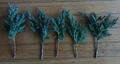 Green Mound Juniper Pre-Bonsai Cuttings – 5 Live 6–8" Cuttings for Bonsai Training