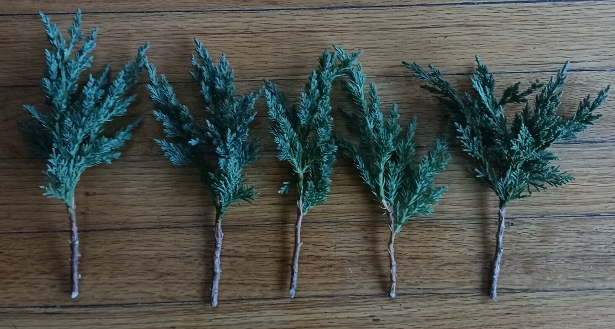 Green Mound Juniper Pre-Bonsai Cuttings – 5 Live 6–8" Cuttings for Bonsai Training