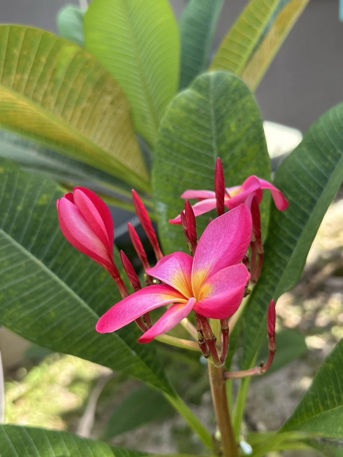 Hot Pink Plumeria Cutting – 12" Unrooted Frangipani Stem for Propagation